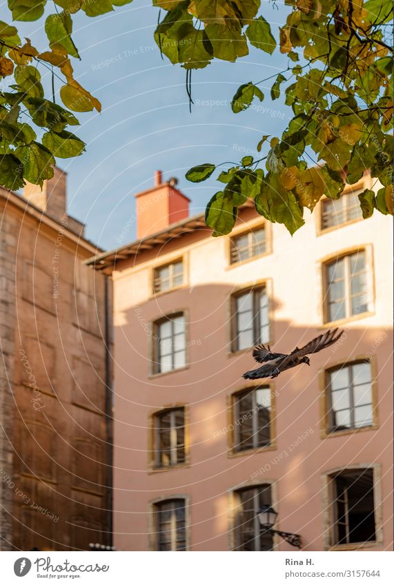 Come a pigeon City trip Cloudless sky Autumn Leaf Lyon Old town House (Residential Structure) Wall (barrier) Wall (building) Wild animal Bird Pigeon 1 Animal