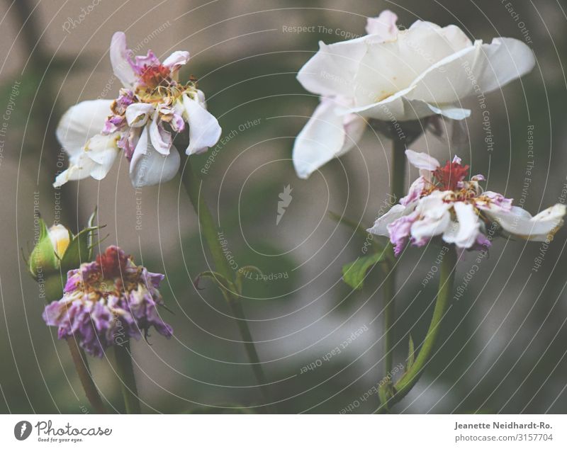 Withered Roses Garden Nature Plant Summer Autumn Blossoming To dry up Brown Gray Green Violet Pink Silver White Hope Beautiful Decline Transience Change