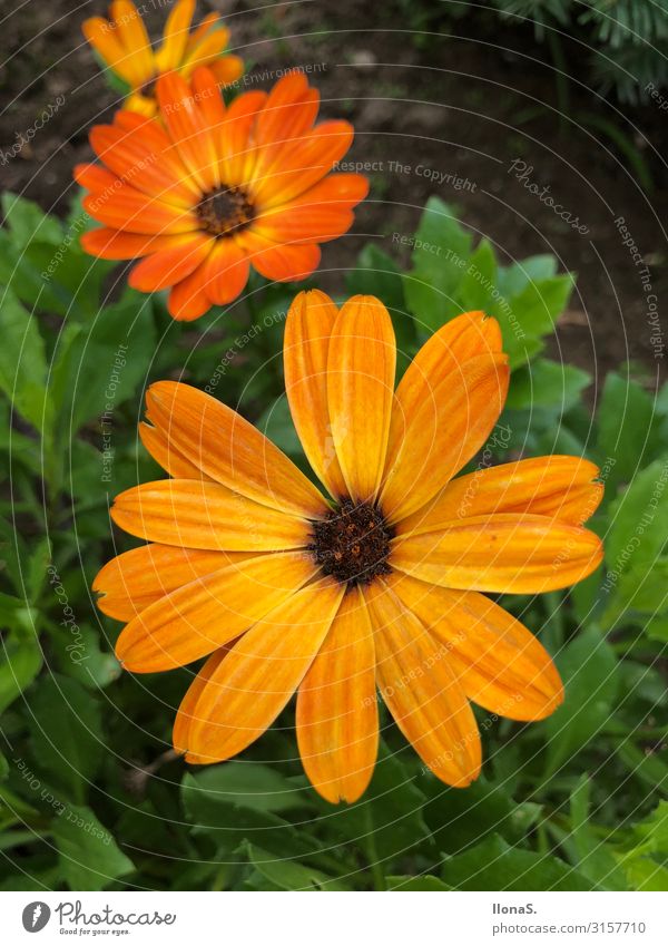 daisy Environment Nature Plant Animal Flower Grass Leaf Blossom Garden Meadow Blossoming Growth Green Orange Colour photo Multicoloured Exterior shot