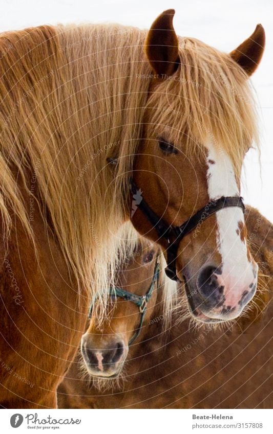 World of animals 13 horses Pair of horses Hairy temporising portrait Horse Animal Exterior shot Outdoors