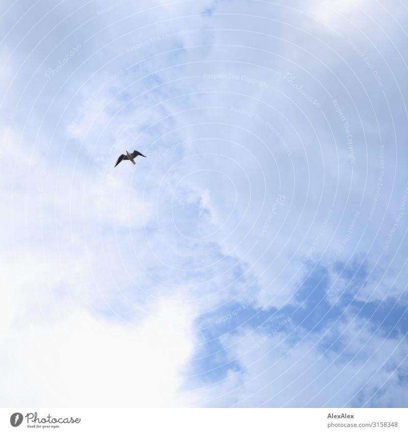 HH UT 19 seagull in front of baluien, light cloudy sky Environment Sky Clouds Climate Beautiful weather Bird Seagull Freedom Flying Hover Glider flight Esthetic