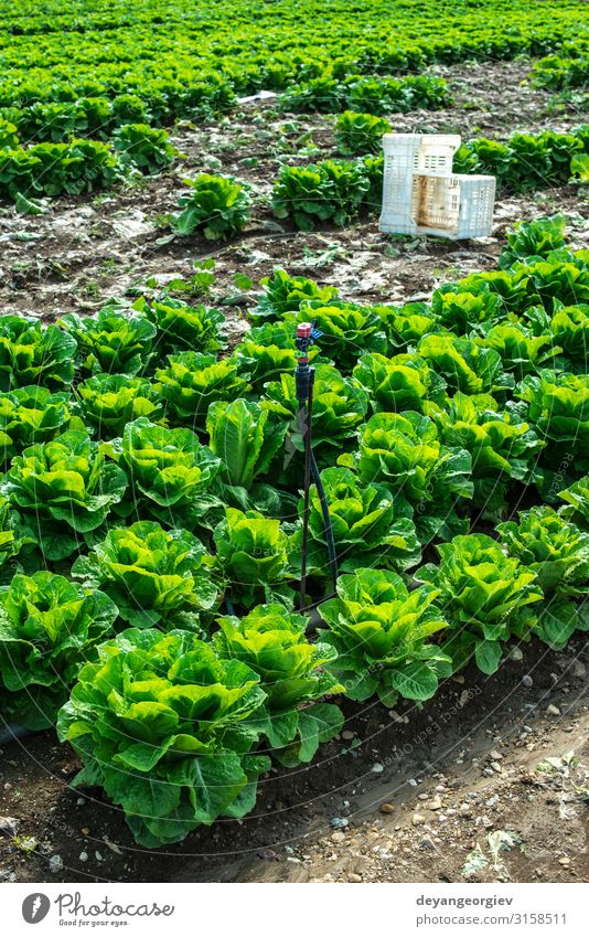 Big ripe lettuce in outdoor industrial farm. Growing lettuce Plant Growth Fresh Natural Mature picking plantation rows crates Industrial Ground