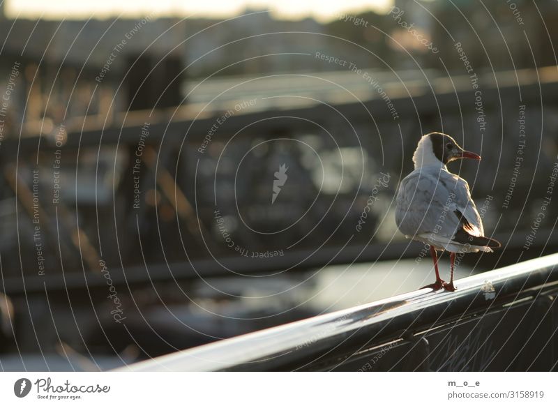 Gull at the Hamburg Landing Bridges Animal Wild animal Bird Wing 1 Metal Steel Water Observe Discover Relaxation Crouch Sit Authentic Near Maritime Curiosity