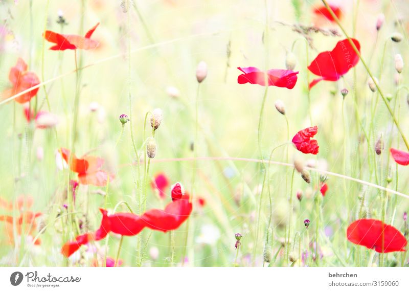 blurry every mo(h)nday morning Environment Nature Landscape Summer Plant Flower Grass Leaf Blossom Agricultural crop Wild plant Poppy Garden Park Meadow Field