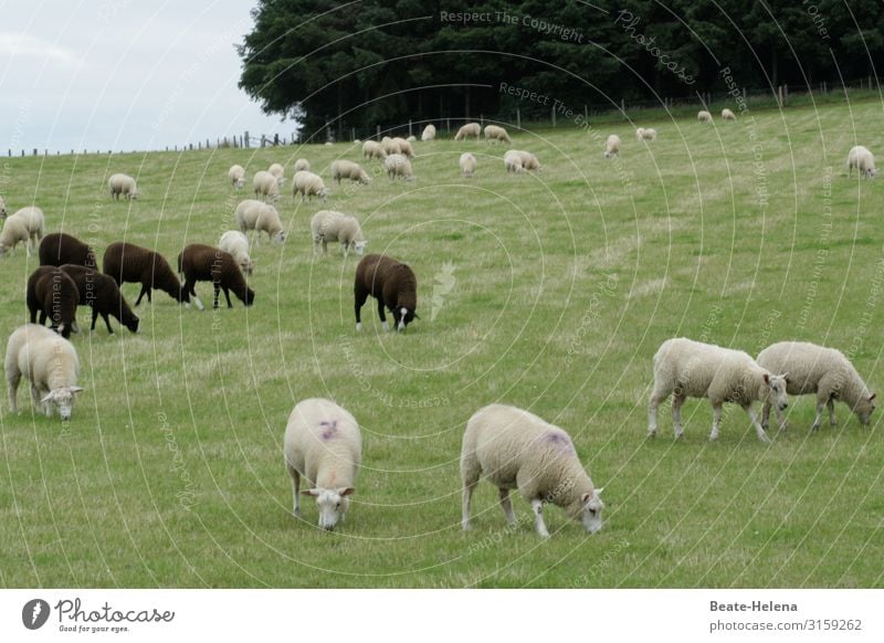 World of animals 11 sheep Flock Farm animal Group of animals Herd Meadow Landscape Wool Black White