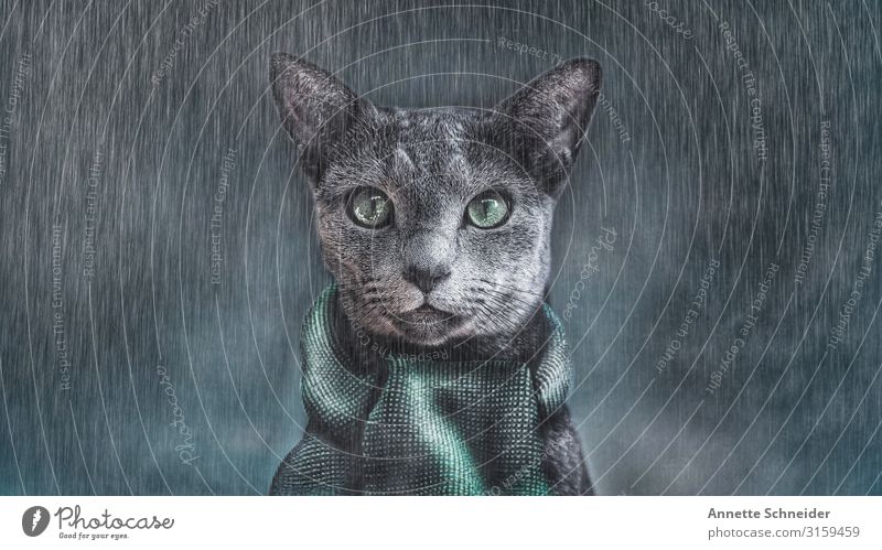 It's cold outside Animal Pet Cat Animal face 1 Scarf Gray Green Black Colour photo Exterior shot Neutral Background Looking into the camera