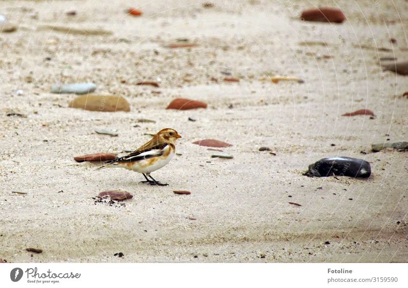 Snow Bunting Environment Nature Animal Elements Earth Sand Coast Beach North Sea Wild animal Bird 1 Free Bright Small Near Natural Brown Stone Helgoland Dune