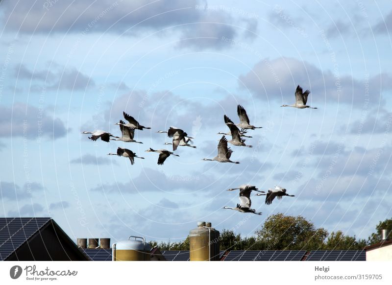 a flock of cranes flies in front of a blue sky with clouds over an agricultural building Environment Nature Plant Animal Sky Clouds Autumn Beautiful weather