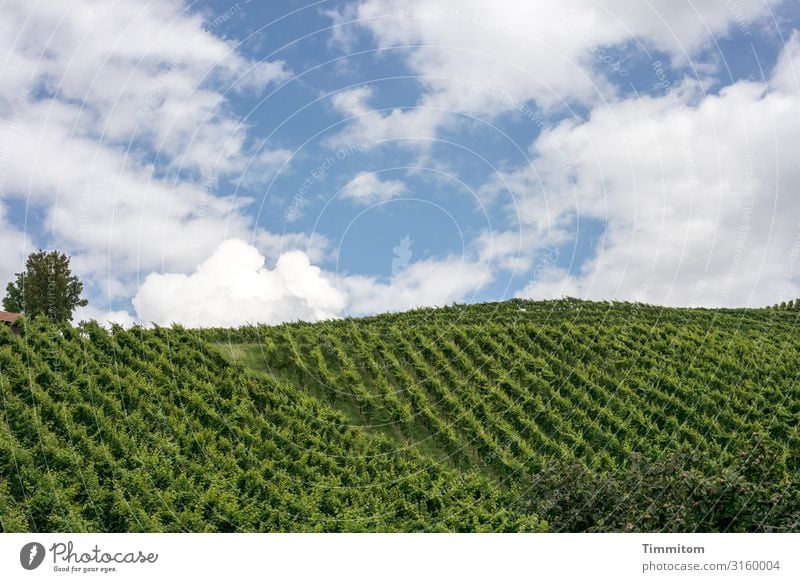 And there will be wine Vineyard vines Landscape Hill series lines Green Wine growing Sky Clouds Beautiful weather Tree