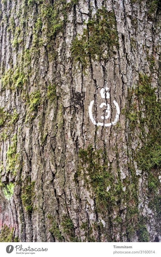 The tree shows us a way Tree mark bark Tree trunk Tree bark Nature Forest Detail hiking trail 3 number Moss Green Orientation