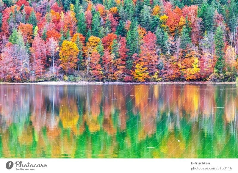 Colourful autumn forest with reflection in the water Vacation & Travel Trip Mountain Hiking Nature Landscape Autumn Beautiful weather Plant Tree Leaf Forest