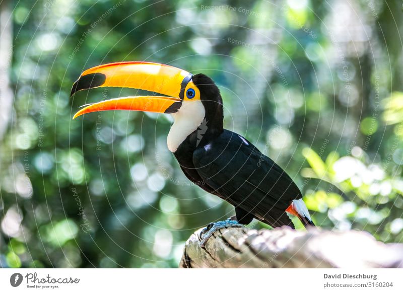 Giant Toucan Vacation & Travel Tourism Adventure Expedition Nature Plant Virgin forest Wild animal Bird 1 Animal Yellow Green Orange Black White