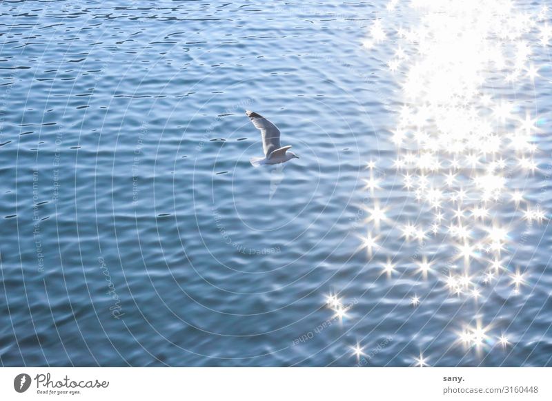 seagull Nature Water Beautiful weather Waves North Sea Ocean Animal Wild animal Bird Wing 1 Flying Natural Contentment Joie de vivre (Vitality) Freedom