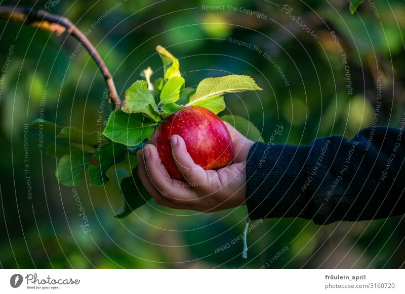 snow white Food Fruit Apple Garden Child Hand 1 Human being 3 - 8 years Infancy Nature Plant Autumn Tree Leaf Touch Discover To enjoy Healthy Delicious Natural