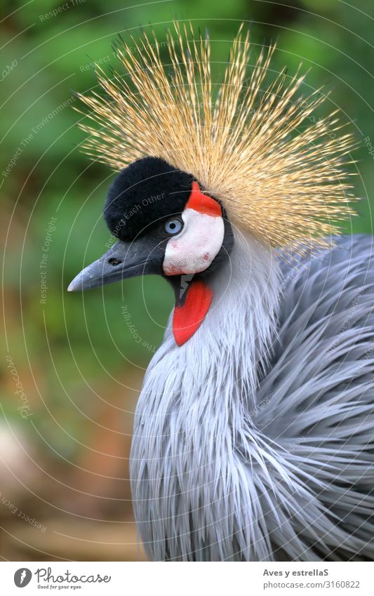 Portrait of a gray crowned crane looking to the left Bird Crane Crow Animal Gray Gamefowl Nature Crown Beak Head Feather Crest Beautiful balearica Red Wild