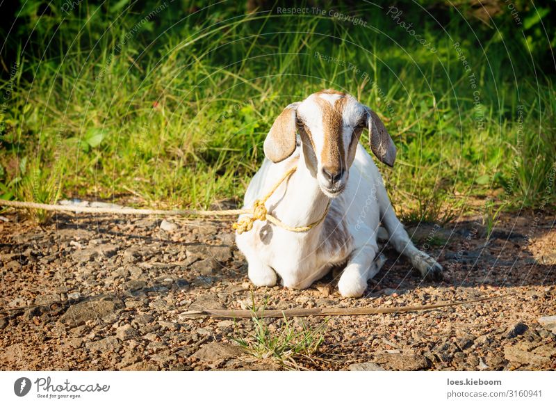 Lying tied goat, Aleppuzha, India Vacation & Travel Tourism Far-off places Sightseeing Summer Nature Sunlight Foliage plant Exotic Animal Farm animal 1 Idyll