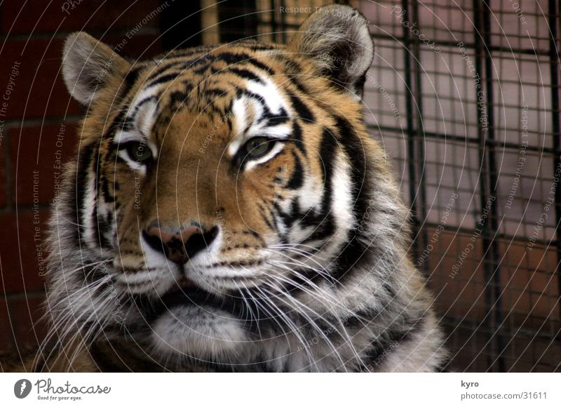 predatory cat Tiger Zoo Big cat Claw Paw Captured Cage Grating Chemnitz Set of teeth Rod Old