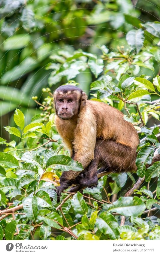 Crested Capuchin Vacation & Travel Adventure Expedition Nature Plant Animal Beautiful weather Tree Forest Virgin forest Wild animal Animal face Pelt 1