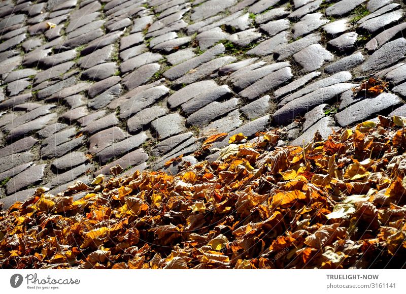Old paving stones in autumn Autumn Climate Weather Beautiful weather Leaf Old town Places Street Cobblestones Paving stone Stone Esthetic Authentic Simple