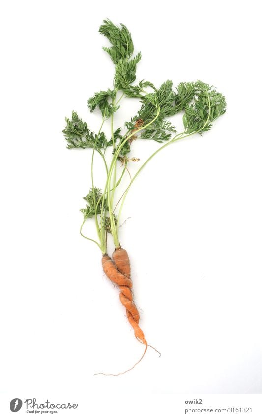 Love and its wonders Healthy Green Orange White Joie de vivre (Vitality) Passion Trust Agreed Sympathy Together Infatuation Loyalty Desire Delicious Carrot