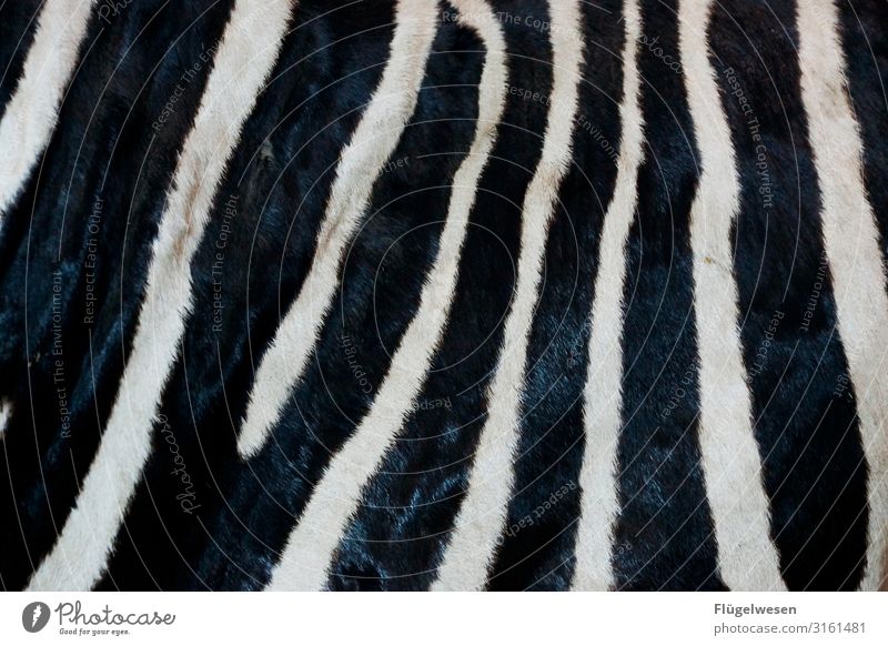 abracazebra Zebra crossing Animal Pattern Pelt Striped