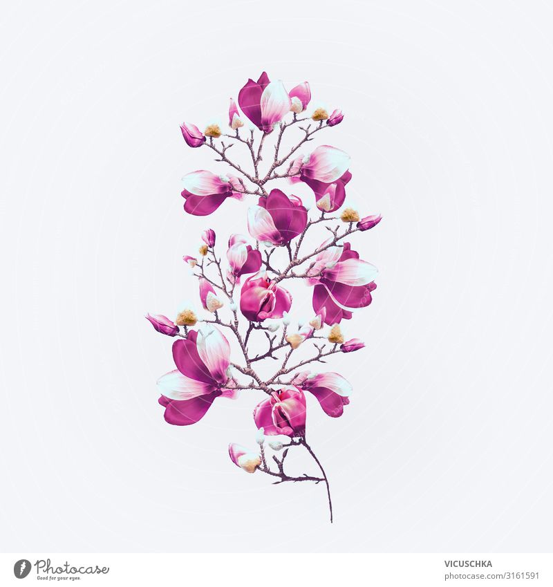 Magnolia flowers with purple blossom on white Design Plant Spring Flower Blossom Decoration Bouquet Magnolia plants Magnolia blossom Twig Bright background