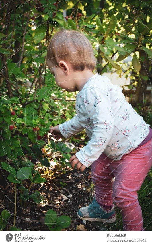 Girl picks raspberries from a bush in the garden Human being Feminine Child Toddler girl Infancy Body Back by hand Fingers 1 1 - 3 years Summer Plant bushes