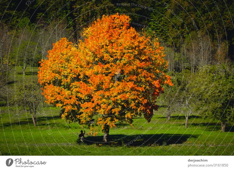 Autumn colours are the colours on a beautiful tree in the middle of a green meadow. Nature Beautiful weather Tree River bank Bavaria Germany Deserted Wood