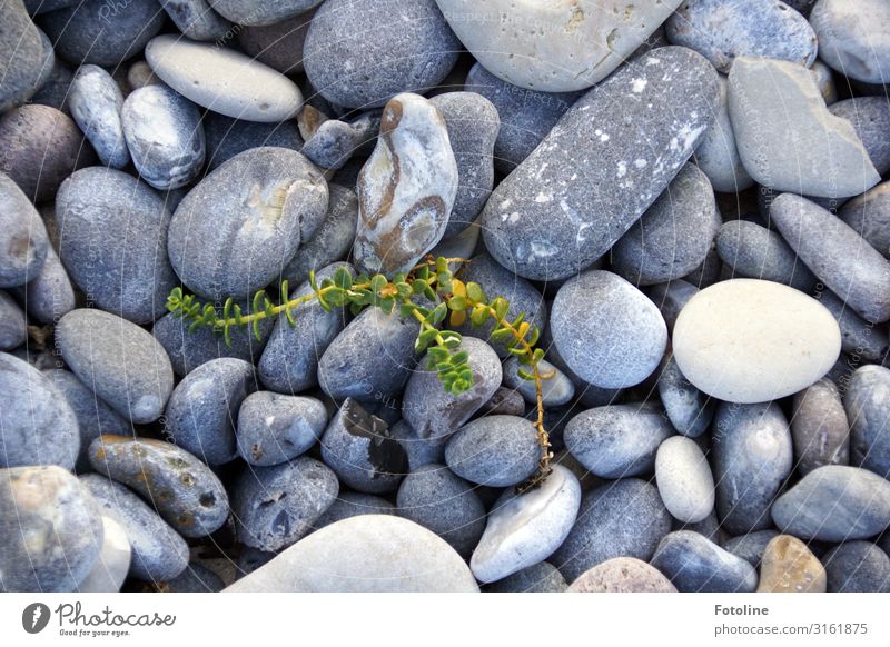 Little Fighter Environment Nature Plant Elements Wild plant Coast Beach North Sea Island Natural Gray Green White Stone Stony Pebble beach beach queen