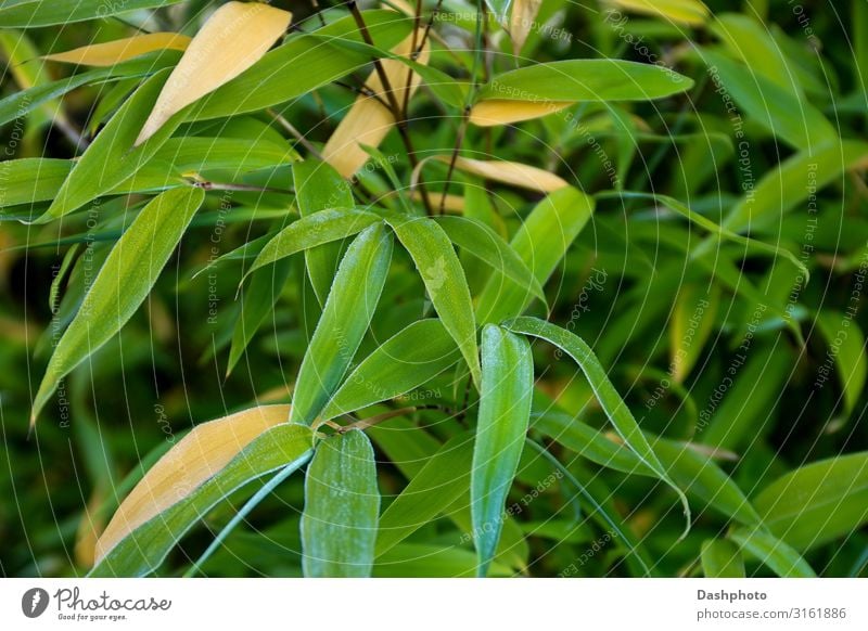 Frosty Bamboo Leaves Close Up View Exotic Garden Nature Plant Tree Grass Leaf Natural Green Black bamboo leaves ice flora and fauna Tropical selective focus