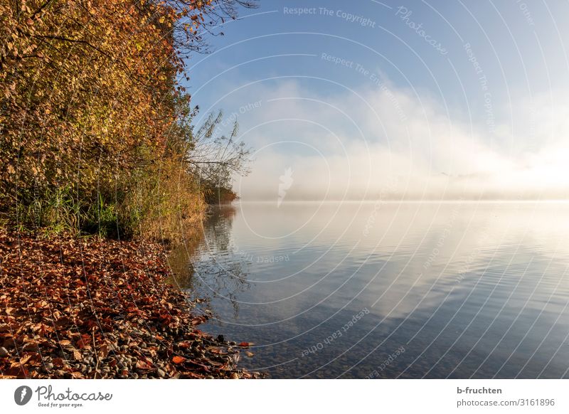 Wallersee/Austria in autumn Well-being Calm Vacation & Travel Tourism Freedom Hiking Environment Nature Landscape Clouds Autumn Beautiful weather Fog Tree