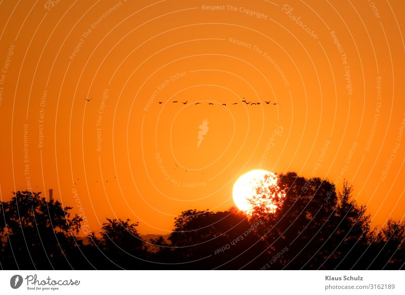 Sonnenaufgang mit Vögel Pferde Nebel Morgens Stimmungen Weide Rot Vogel Gans Kraniche