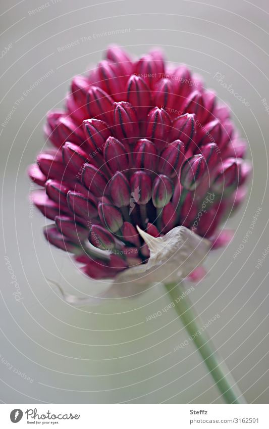 Chives want to bloom chive blossom allium flowering chives Bud heyday perfect form perfect in form natural symmetry Symmetry Summer bloom Summer impression