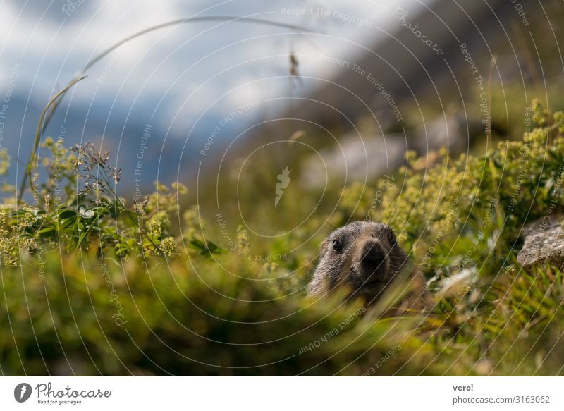 The interested marmot Happy Trip Adventure Mountain Hiking Nature Animal Autumn Beautiful weather Bushes Wild plant Animal face Marmot 1 Observe Looking Wait