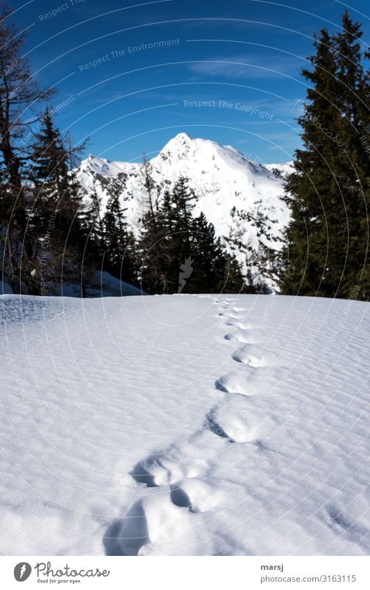On the right track Vacation & Travel Tourism Trip Adventure Far-off places Freedom Winter Snow Winter vacation Mountain Hiking Beautiful weather Alps