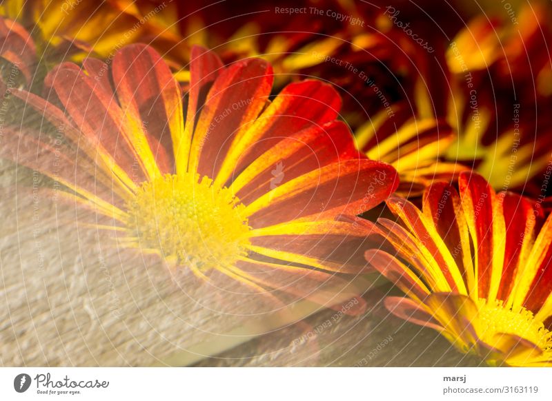 Flowering Chrysantems flowers blossom Flowering plant Summer Spring spring awakening Illuminate Red Yellow Orange Striped strange passing Colour photo Blossom