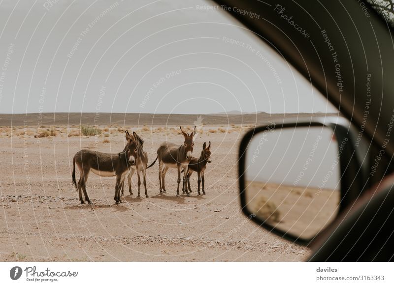 Beautiful group of donkeys in the desert. Vacation & Travel Adventure Summer Sun Mirror Family & Relations Group Environment Nature Landscape Animal Sand Desert