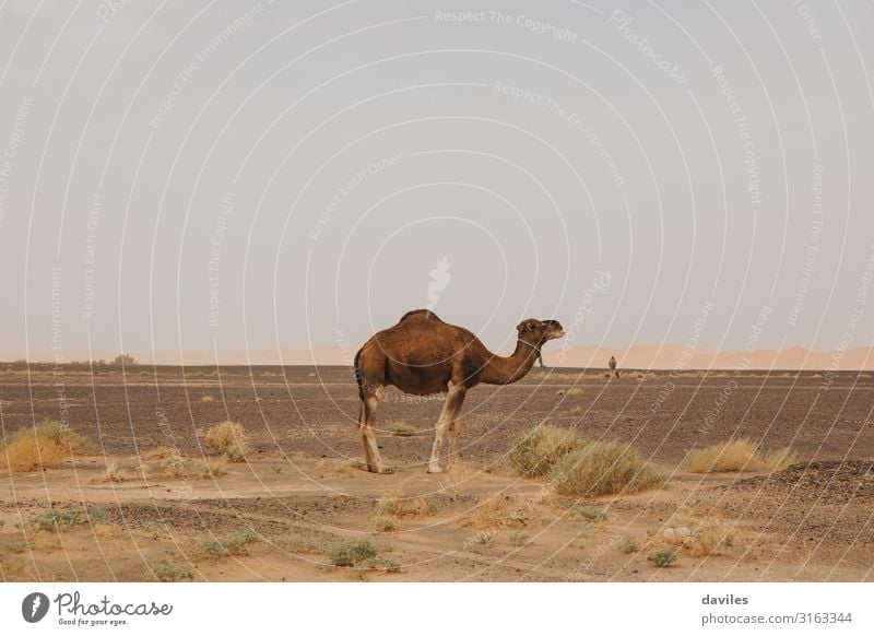 Side face of beautiful dromedary in the desert. Exotic Vacation & Travel Trip Adventure Safari Summer Nature Landscape Animal Sand Warmth Sahara Morocco Africa