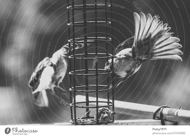 Sparrows at the feeding place Animal Wild animal Bird 2 Flying To feed Feeding Nature Black & white photo Exterior shot Close-up Deserted Copy Space left Day