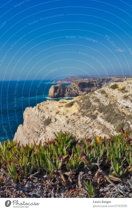 Sagres Coast Nature Landscape Air Water Summer Weather Beautiful weather Warmth Foliage plant Wild plant Rock Waves Ocean To enjoy Vacation & Travel Fantastic