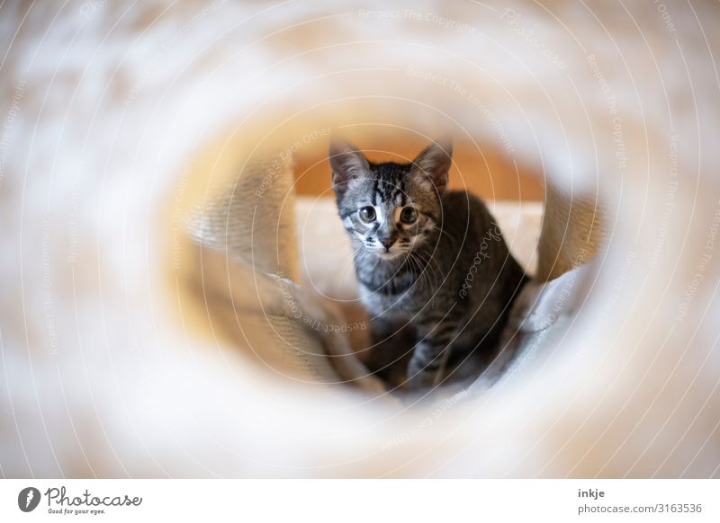 Emmy Pet Cat Animal face 1 Baby animal cat tree Looking Authentic Cute Innocent Vista Colour photo Subdued colour Interior shot Close-up Day Light Shadow