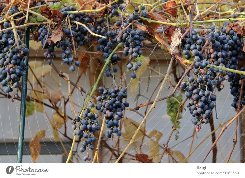 ripe dark red grapes grow on the wall of a terrace Food Fruit Bunch of grapes Environment Nature Plant Agricultural crop Vine Wall (barrier) Wall (building)