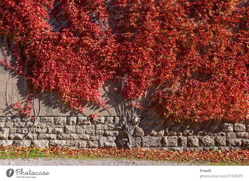 autumn fire Autumn Ivy creeper Bushes Wall (barrier) Wall (building) Illuminate Red Disperse Leaf Colouring Climbing Sunlight Colour photo Exterior shot Day