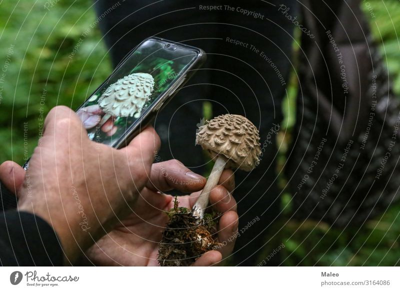 Mushroom picker photographs an unknown mushroom Brown Photography Pick Organic produce Autumn Accumulate Edible Nature Forest Food Human being