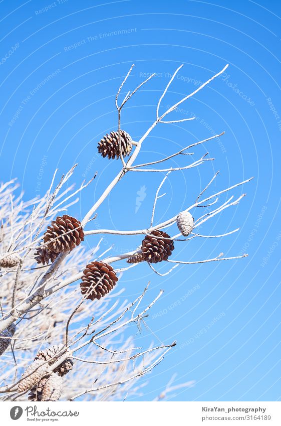 Blue backdrop with pine branches and pine cone Winter Snow Decoration Feasts & Celebrations Christmas & Advent New Year's Eve Art Nature Plant Autumn Tree Leaf