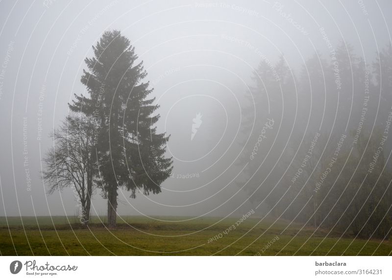 Black Forest in autumn fog Landscape Elements Autumn Fog Tree Field Stand Dark Cold Gray Emotions Moody Climate Nature Calm Environment Change Colour photo