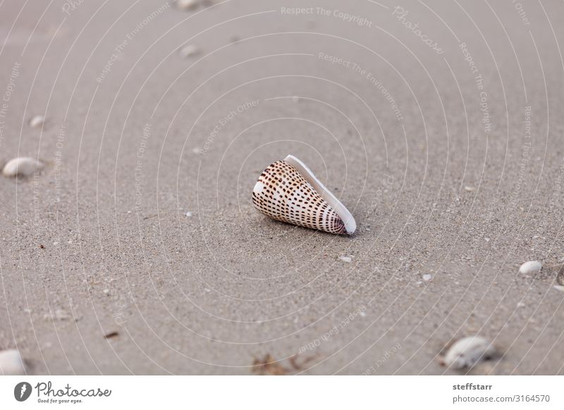 Lettered cone snail Conus litteratus on the sand Beach Sand Coast Animal 1 Brown White lettered cone predatory venomous Sea snails gastropod Mollusk sea shell