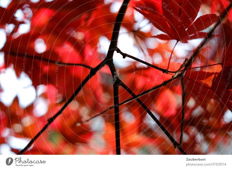 Autumn/red Nature Plant Tree Leaf Maple tree Japan maple tree Twigs and branches Old Relaxation Wait Red Black Peaceful Contentment Colour Change Delicate