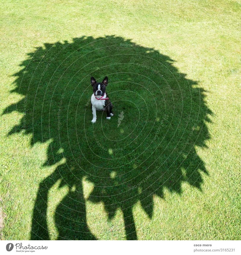 Boston Terrier Angel Nature Summer Tree Grass Meadow Animal Pet Dog 1 Wait Green Happy Happiness Joie de vivre (Vitality) Safety (feeling of) Love of animals