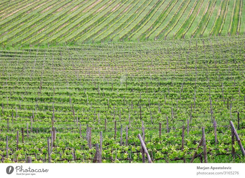 View of the green vineyard in springtime Wine Industry Landscape Plant Spring Agricultural crop Vine Hill Growth Quality Colour photo Exterior shot Deserted Day